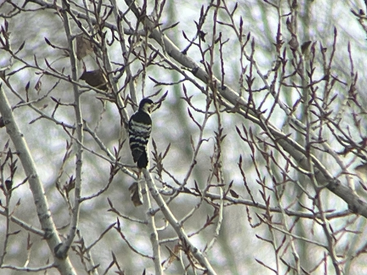 Lesser Spotted Woodpecker - ML612781297