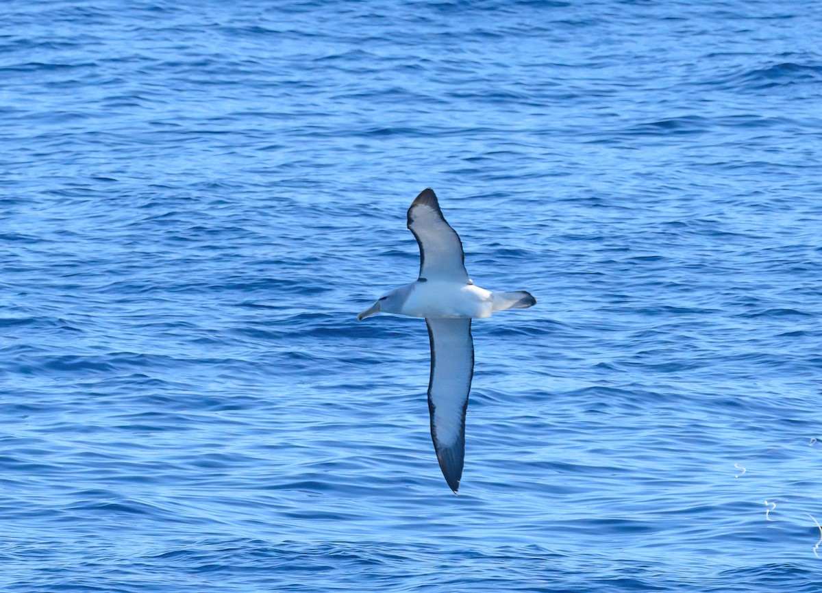 albatros snarský - ML612781300
