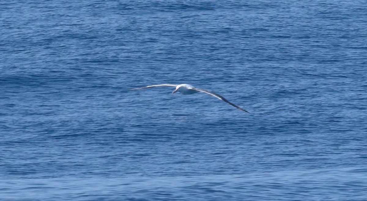 albatros královský - ML612781312