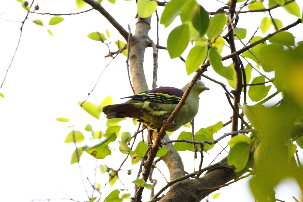 Gray-fronted Green-Pigeon - ML612781356