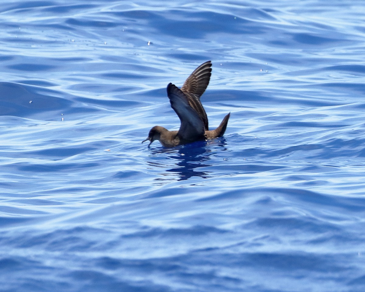 Sooty/Short-tailed Shearwater - ML612781391