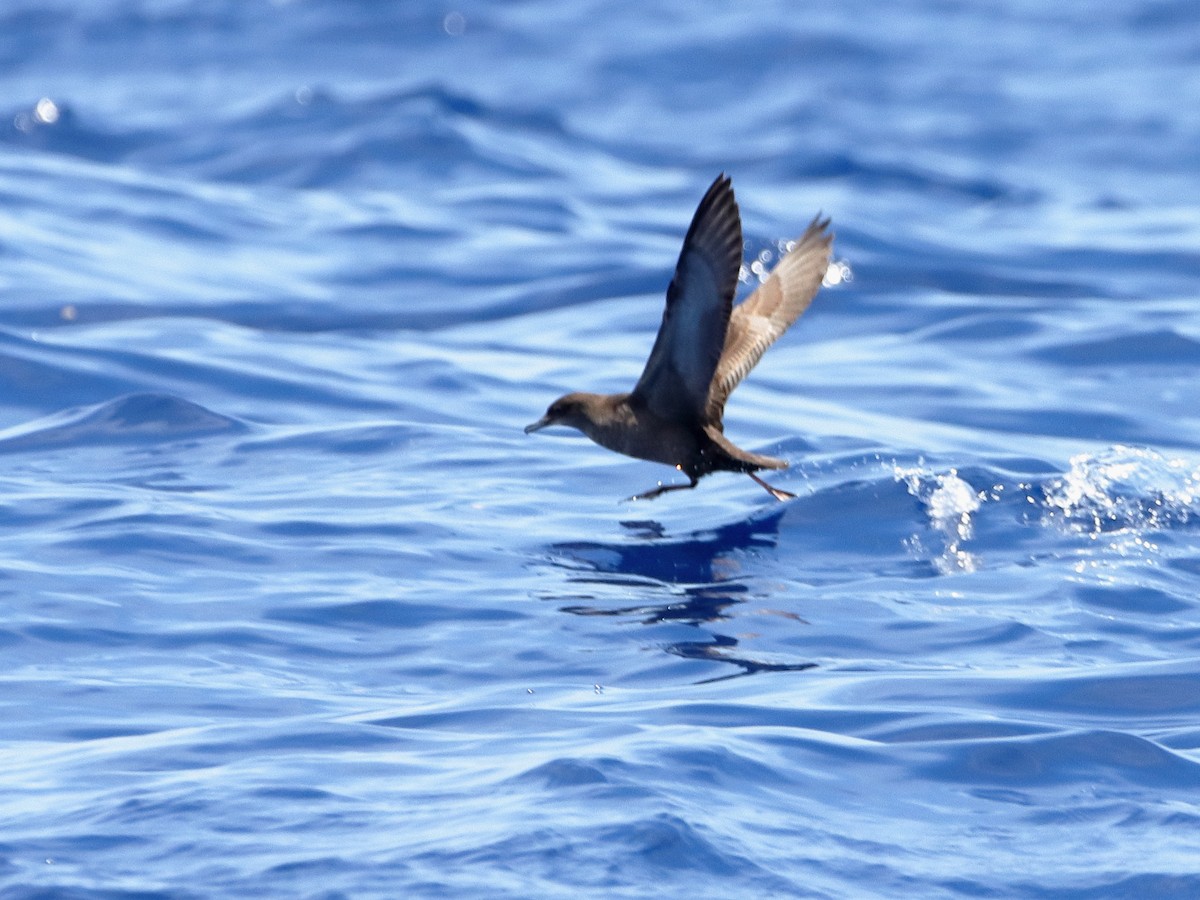 Sooty/Short-tailed Shearwater - ML612781392