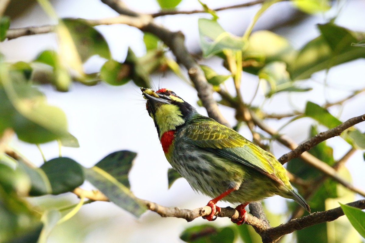 Coppersmith Barbet - ML612781396