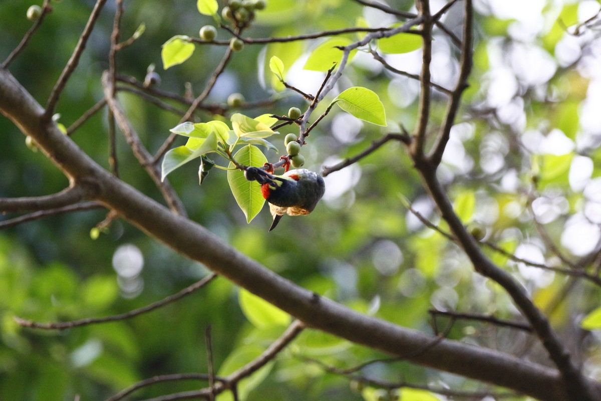 Coppersmith Barbet - ML612781397