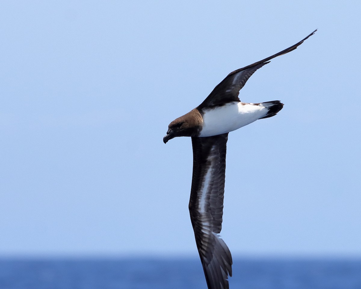 黑背白腹穴鳥 - ML612781405