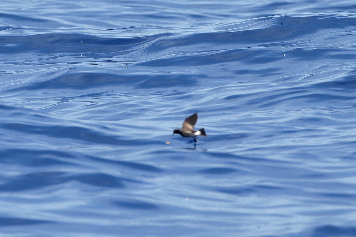 Wilson's Storm-Petrel - ML612781408