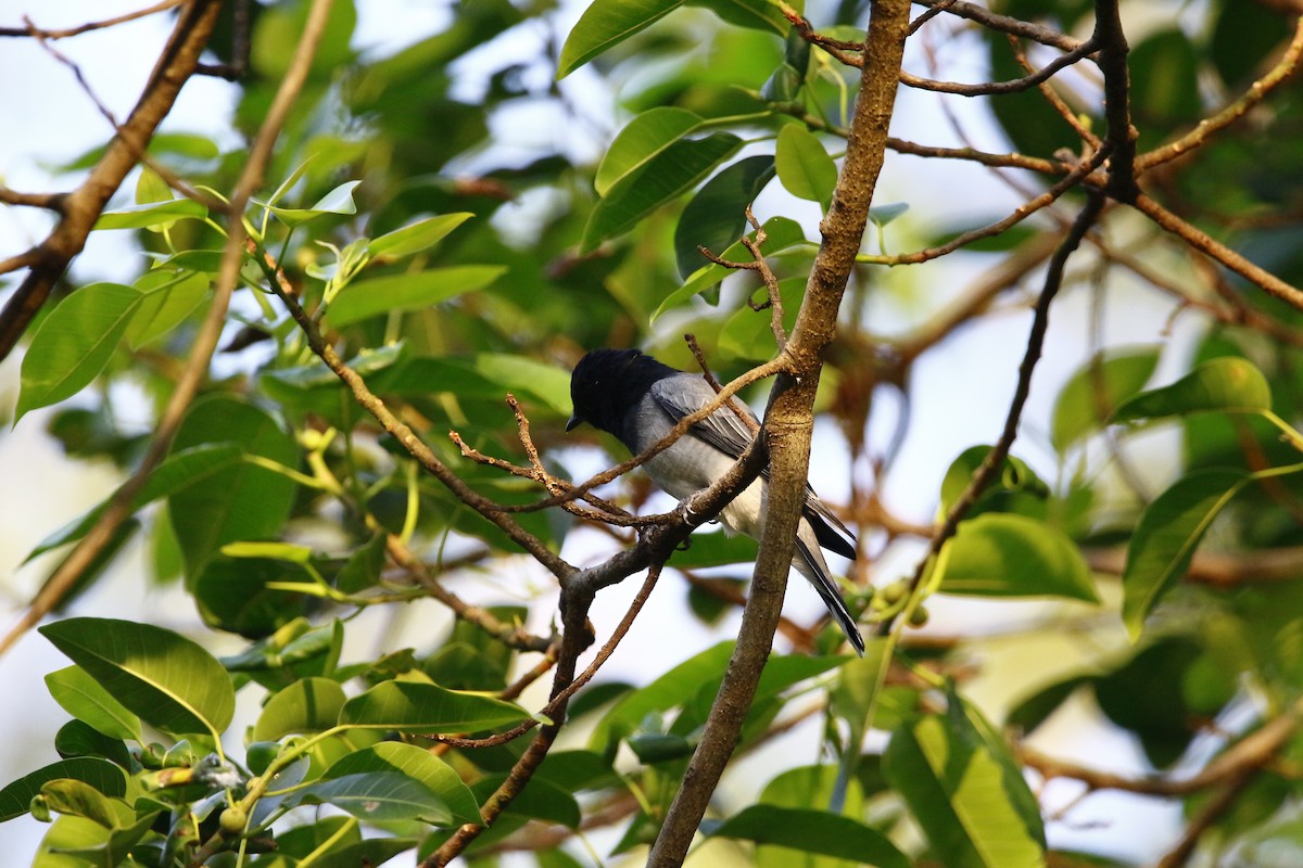 Black-headed Cuckooshrike - Dr. Vivek Vaidyanathan