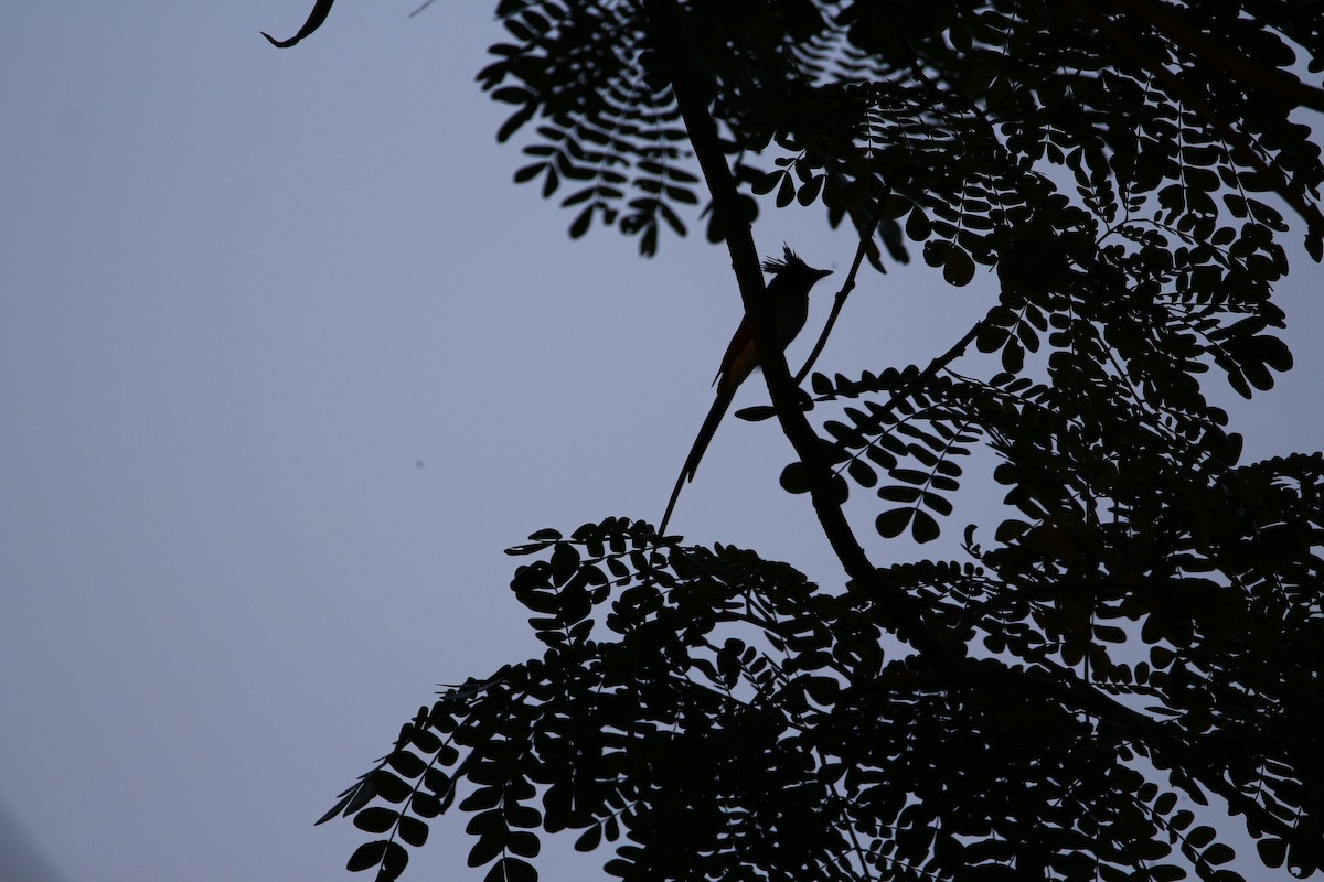 Indian Paradise-Flycatcher - Dr. Vivek Vaidyanathan