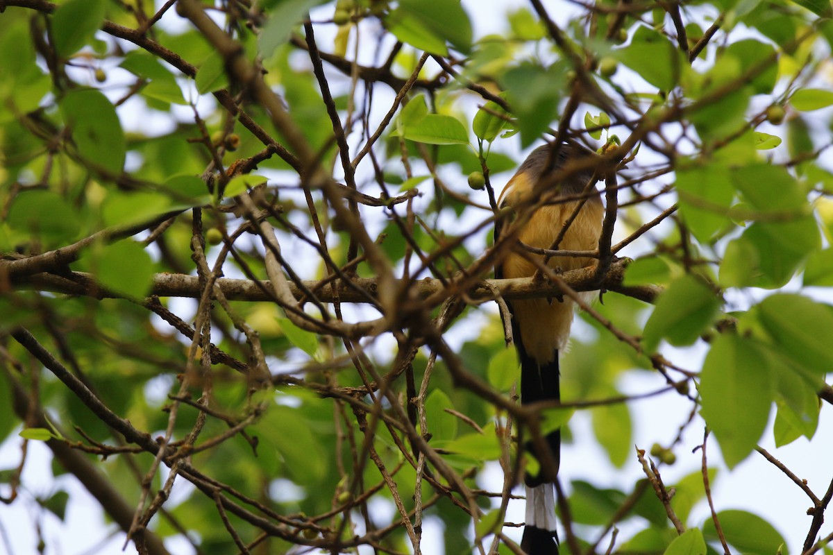 Rufous Treepie - ML612781605