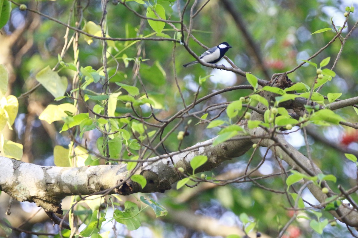 Cinereous Tit - Dr. Vivek Vaidyanathan