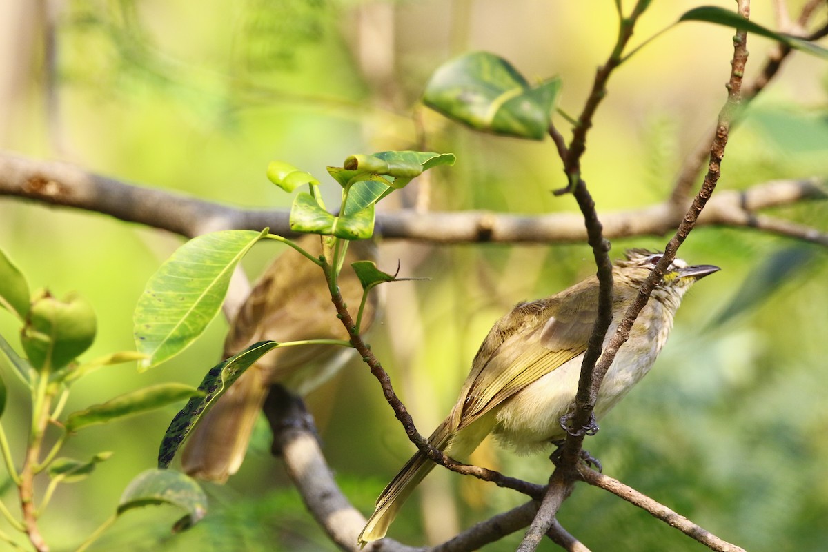 White-browed Bulbul - Dr. Vivek Vaidyanathan