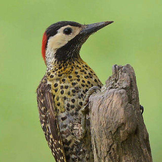 Green-barred Woodpecker - Júlio César Machado