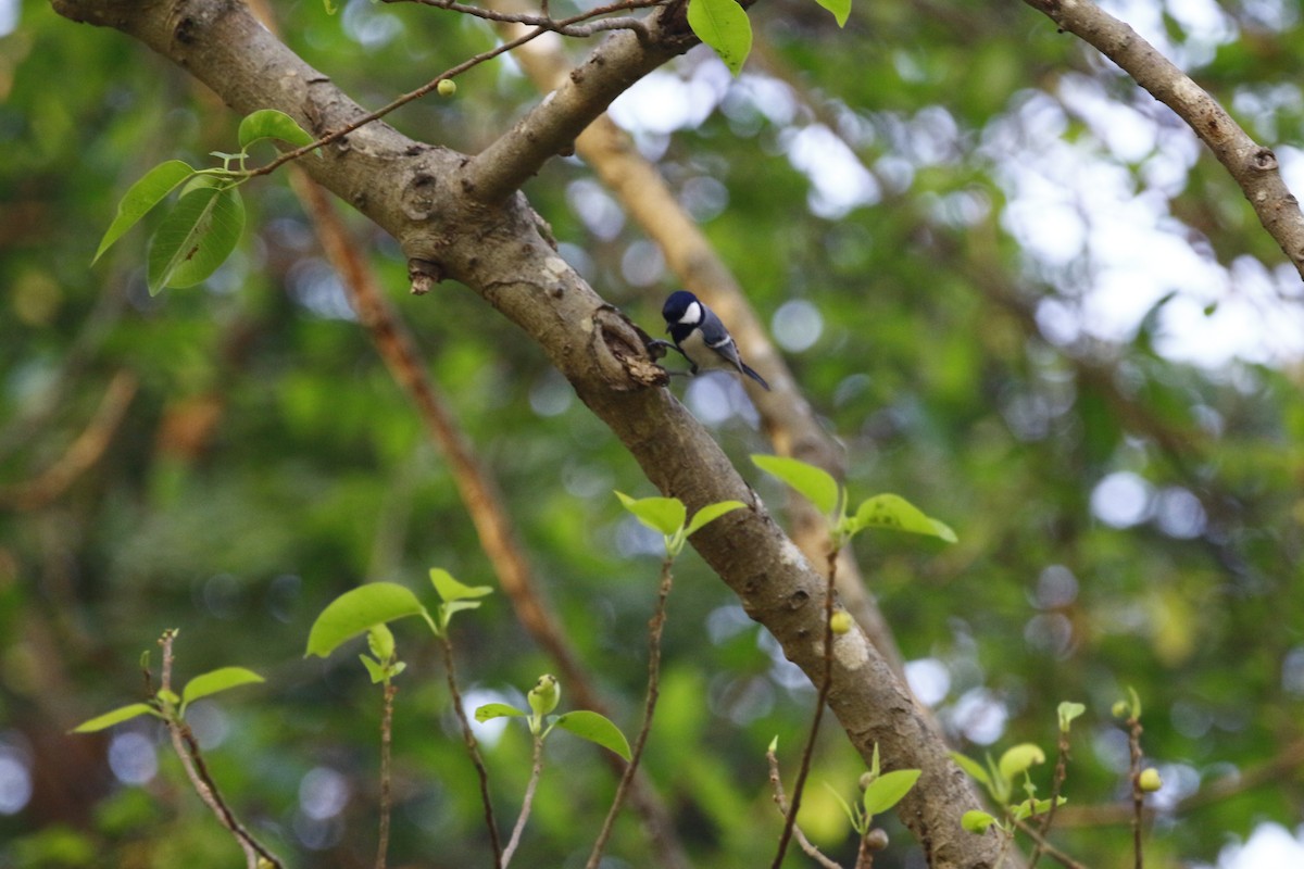 Cinereous Tit - ML612781677