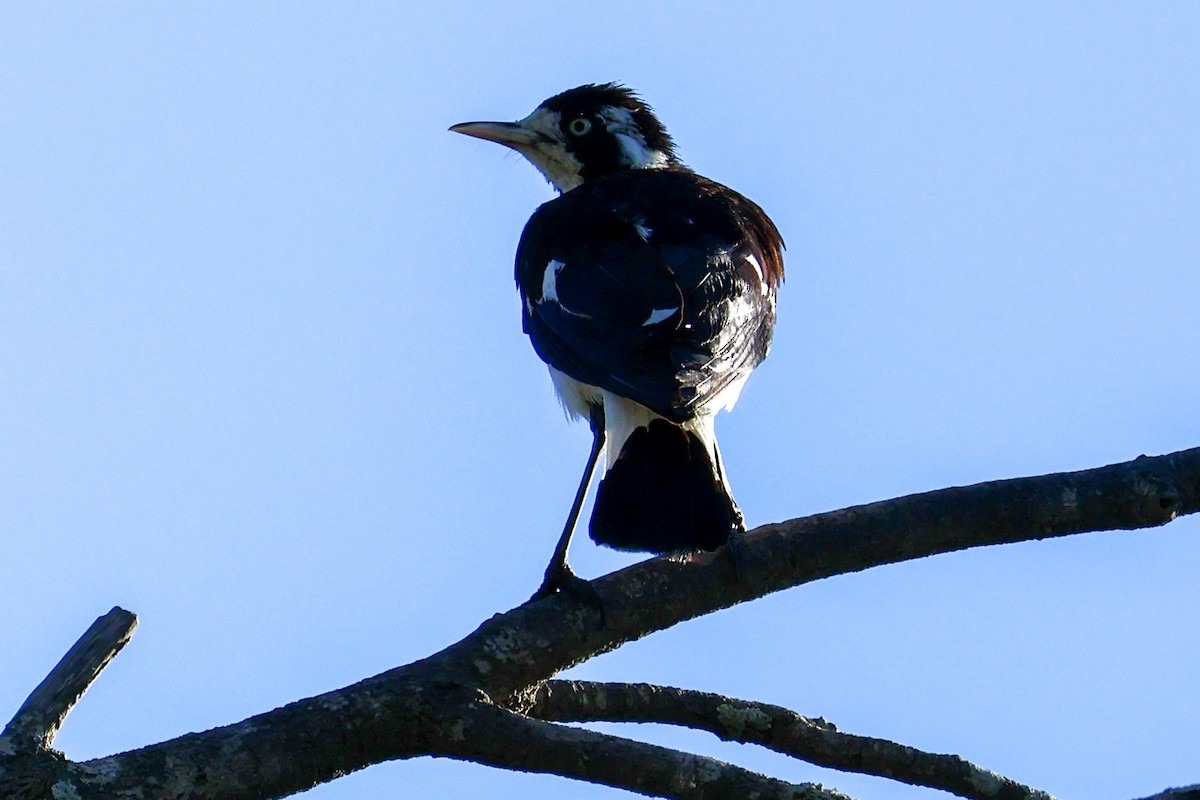 Magpie-lark - Sonia Boughton