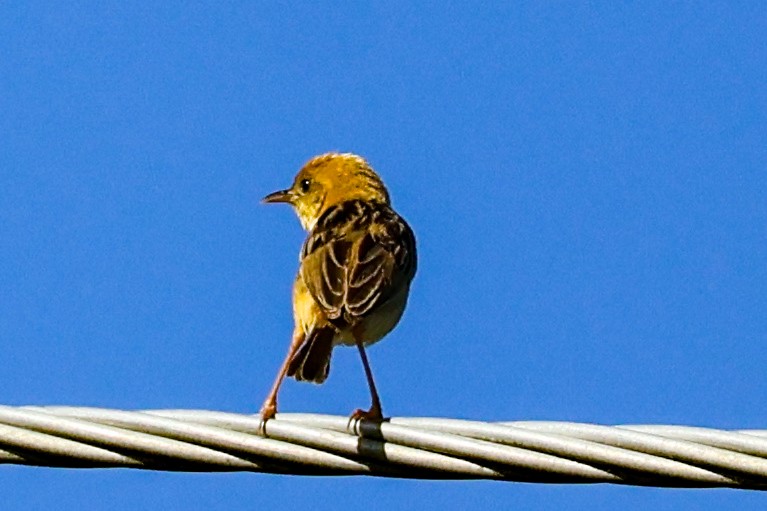 Cisticole à couronne dorée - ML612781754