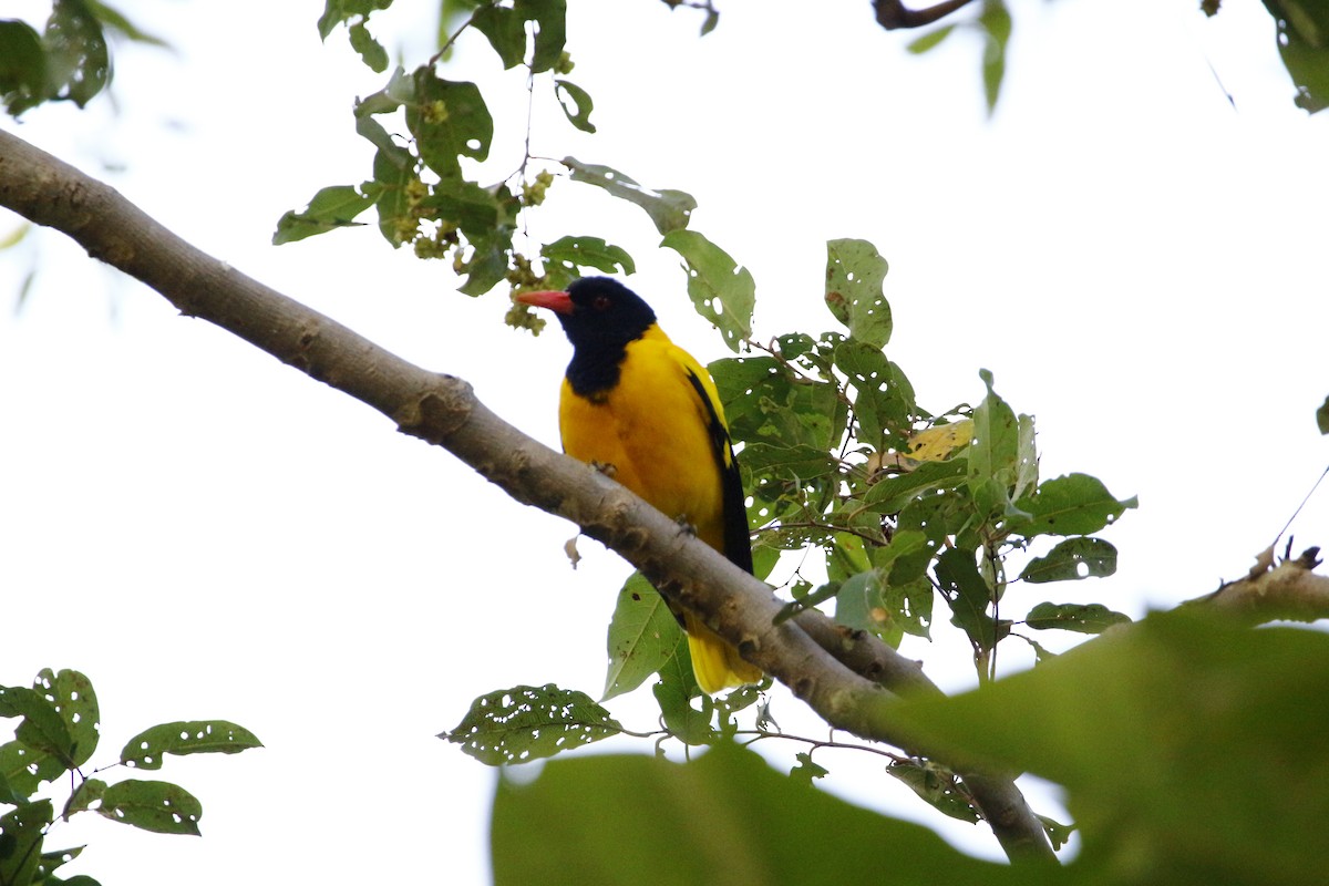 Black-hooded Oriole - ML612781756