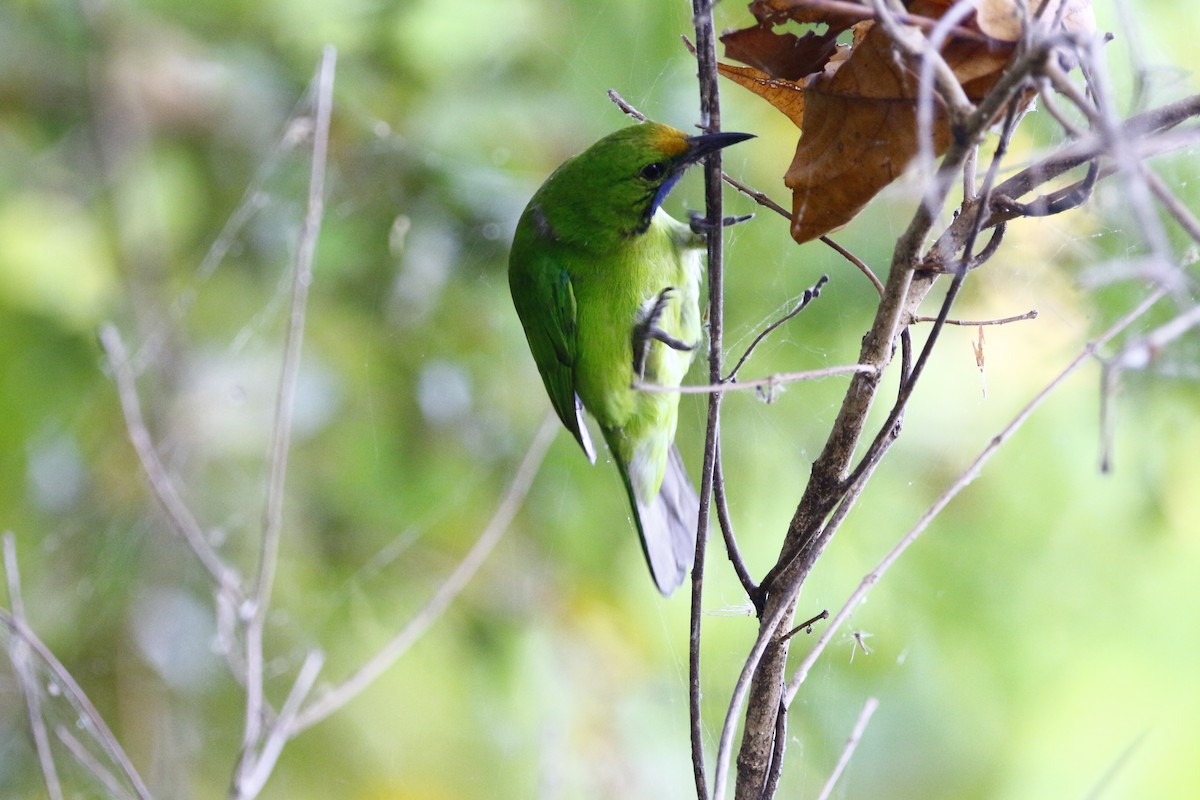 Golden-fronted Leafbird - Dr. Vivek Vaidyanathan