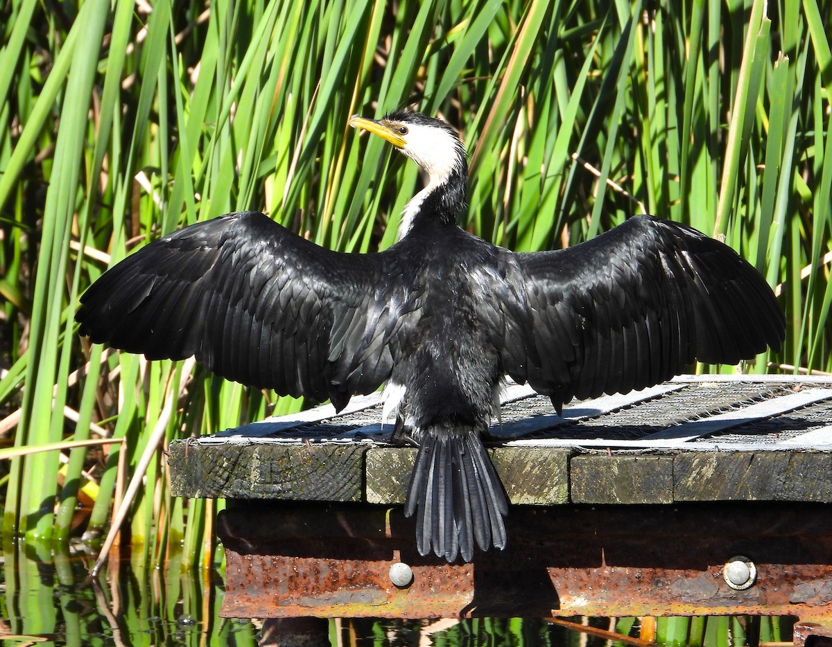 Little Pied Cormorant - ML612781826