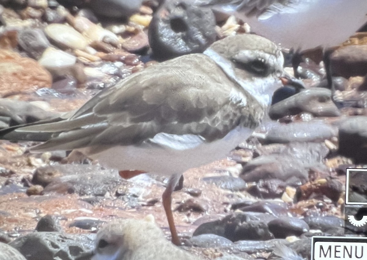 Common Ringed Plover - ML612781837