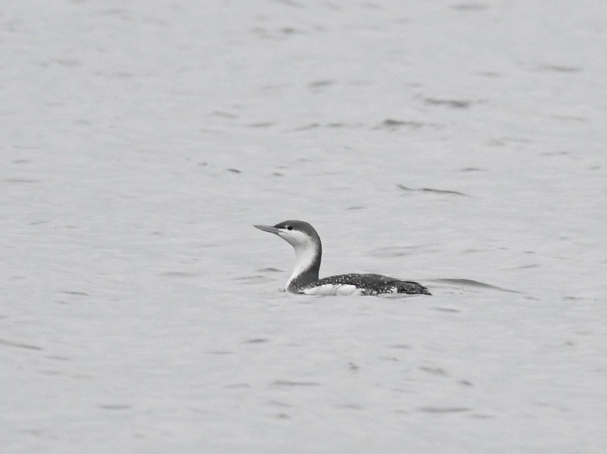 Red-throated Loon - ML612781863