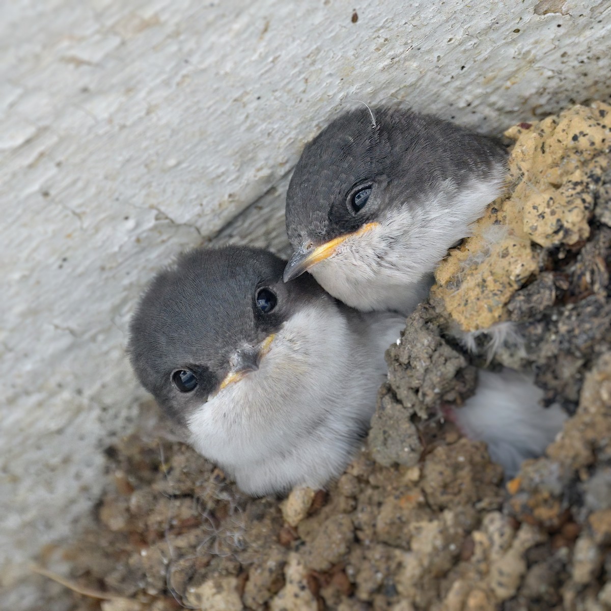 Western House-Martin - ML612781872