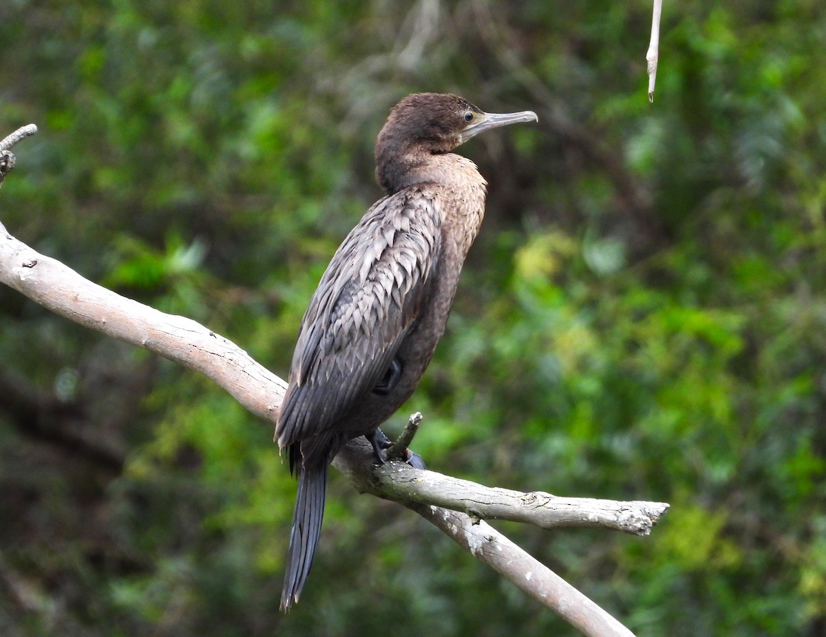 Little Black Cormorant - ML612781884