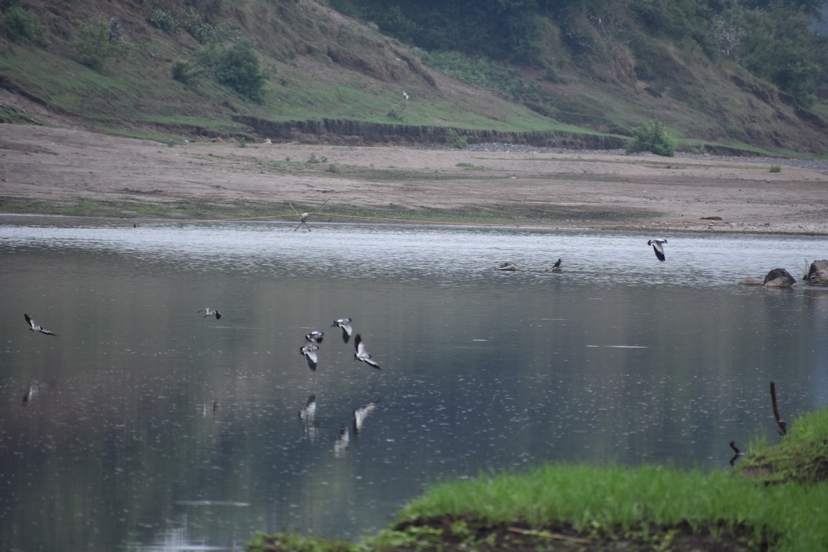 River Lapwing - Pratik Chaudhary