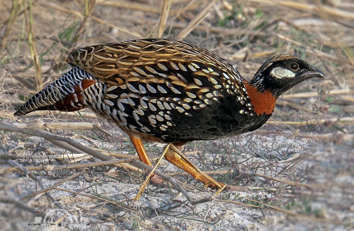 Black Francolin - ML612782006