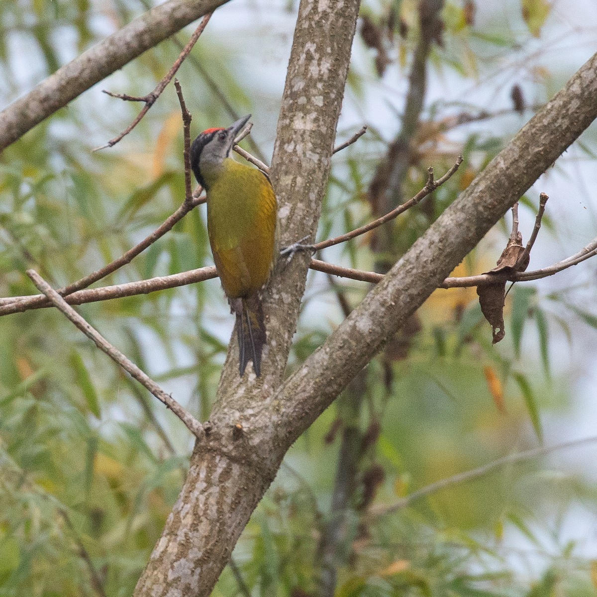 Gray-headed Woodpecker - Werner Suter