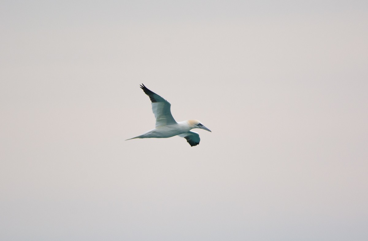 Northern Gannet - ML612782049