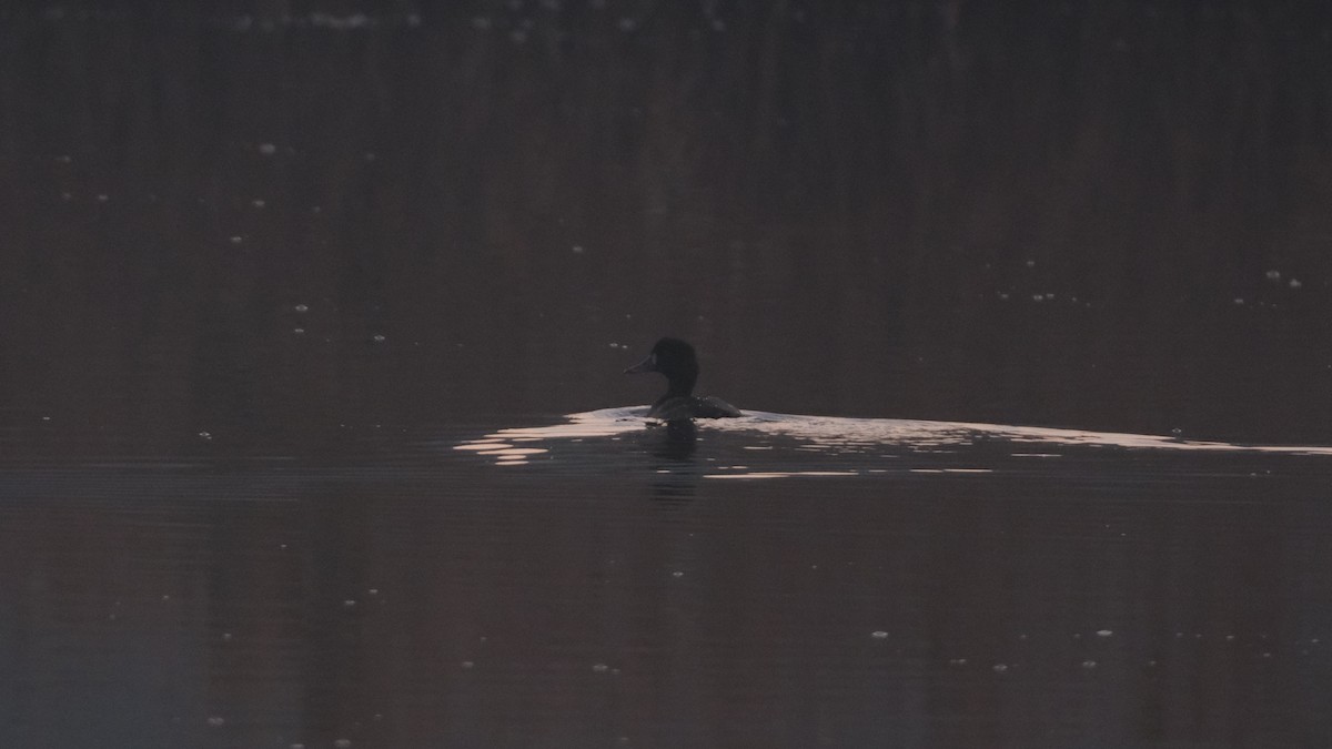 Tufted Duck - ML612782125