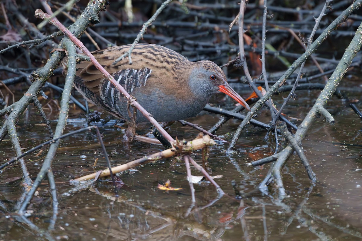 Water Rail - ML612782183