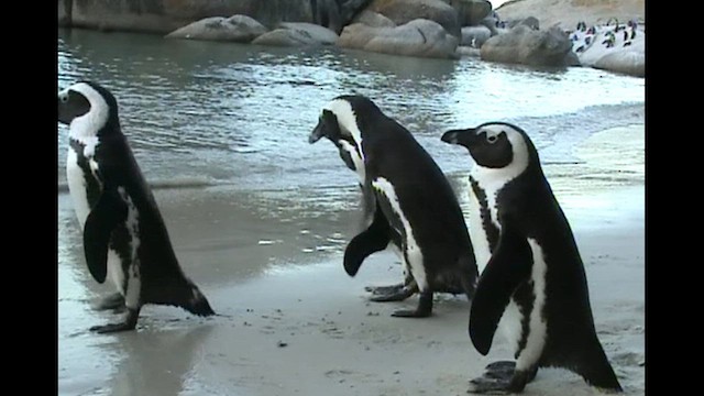 Pingüino de El Cabo - ML612782231
