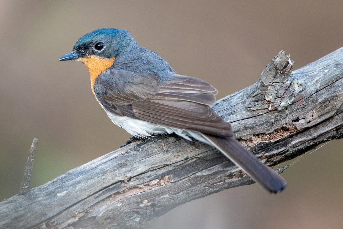 Satin Flycatcher - ML612782270