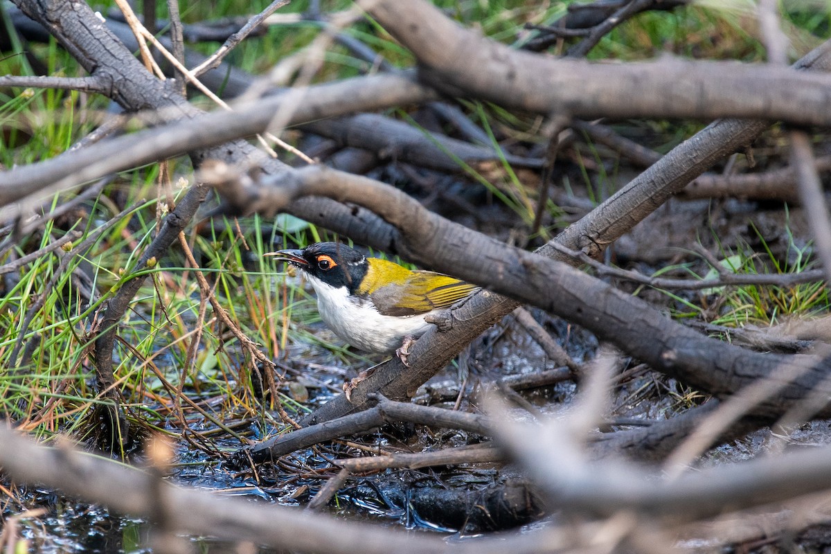 White-naped Honeyeater - ML612782272