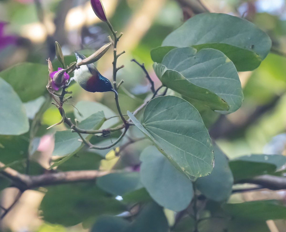 Fork-tailed Sunbird - Dong Yan