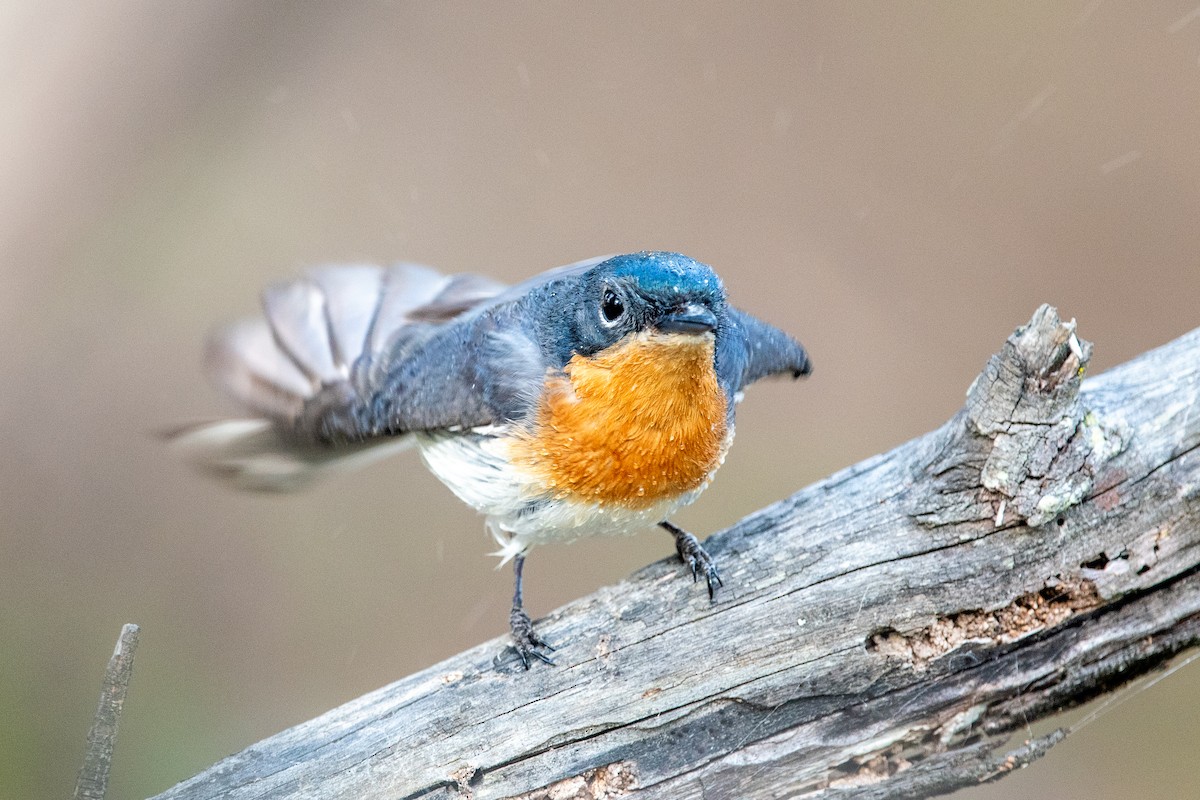 Satin Flycatcher - John Boyce