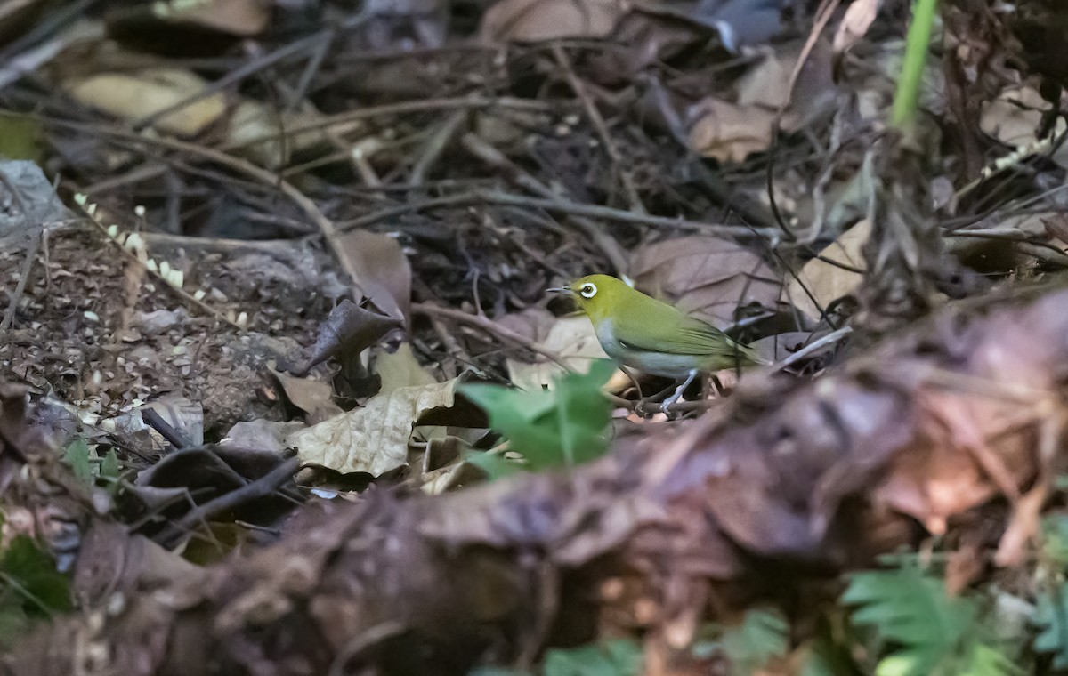 Swinhoe's White-eye - Dong Yan