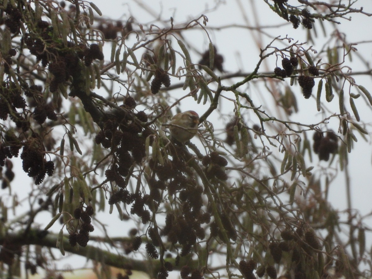 Common Redpoll - ML612782421