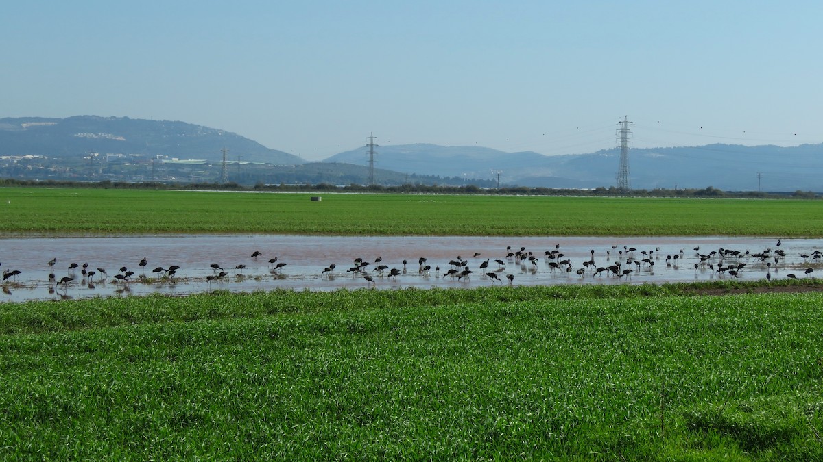 Glossy Ibis - ML612782432