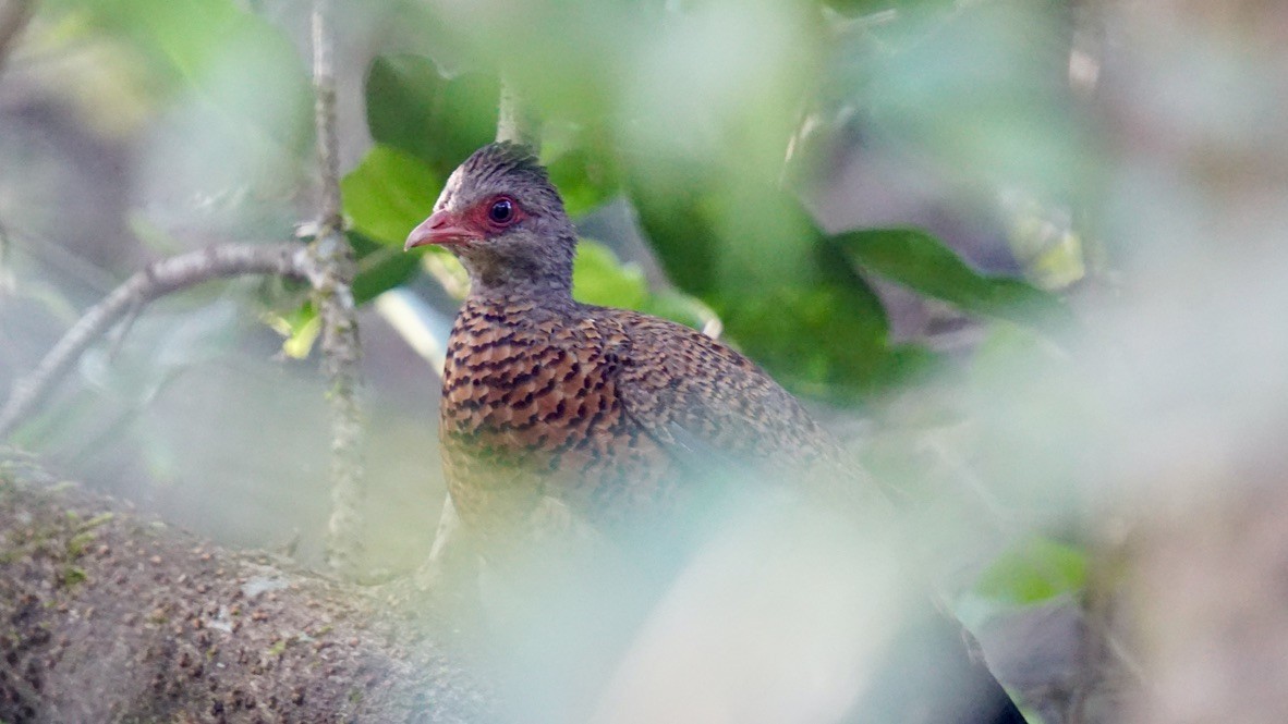 Red Spurfowl - ML612782435