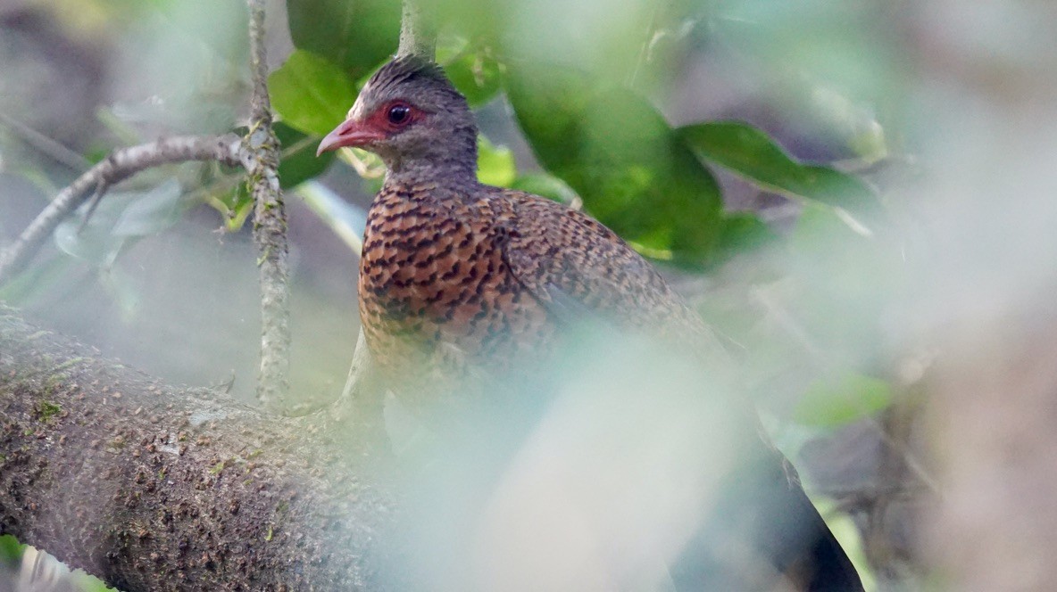 Red Spurfowl - ML612782439