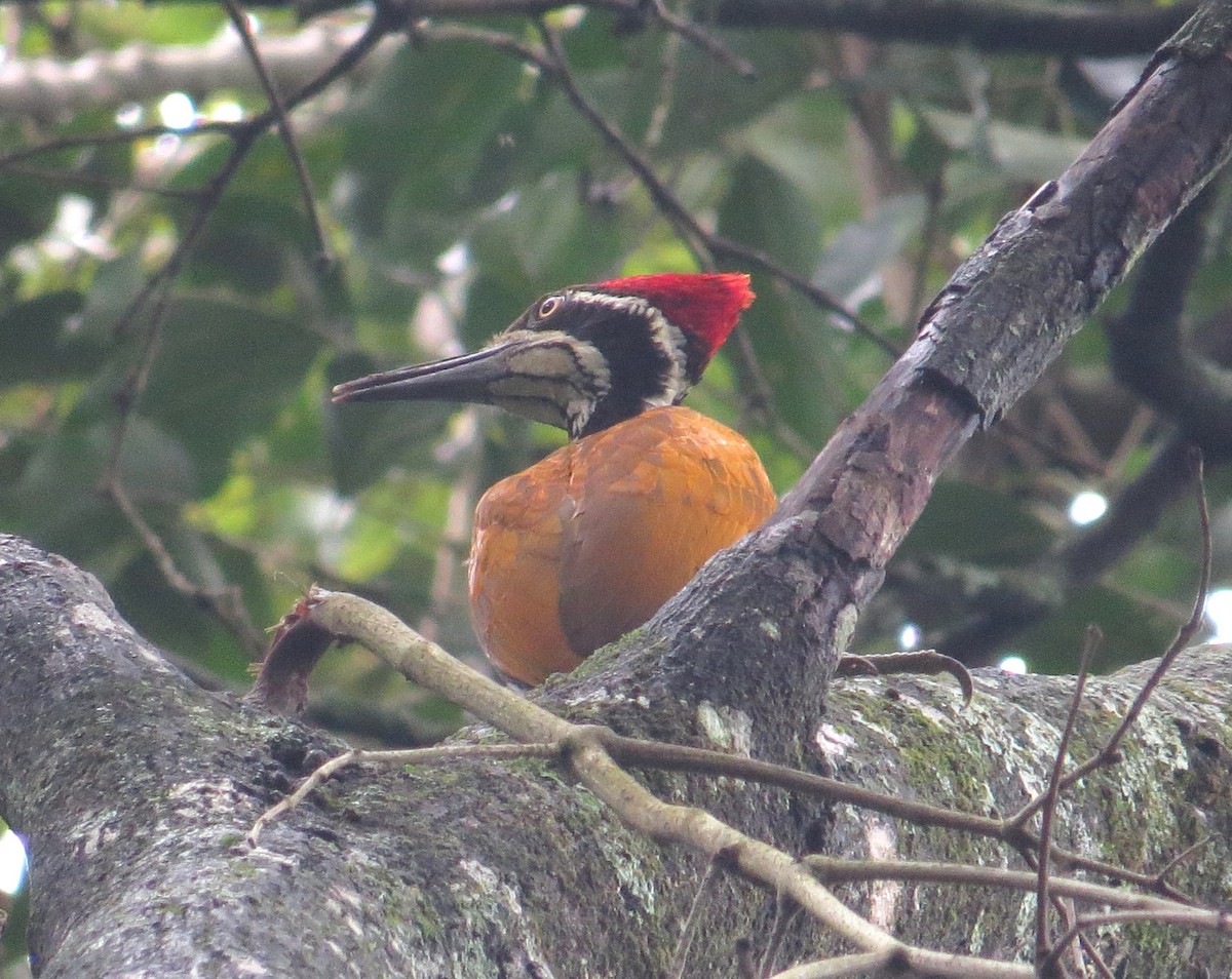 Malabar Flameback - Shaun Robson