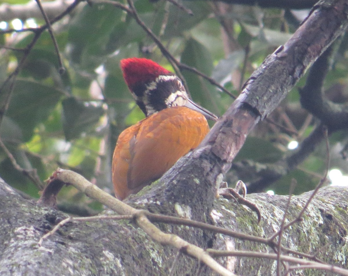 Malabar Flameback - Shaun Robson