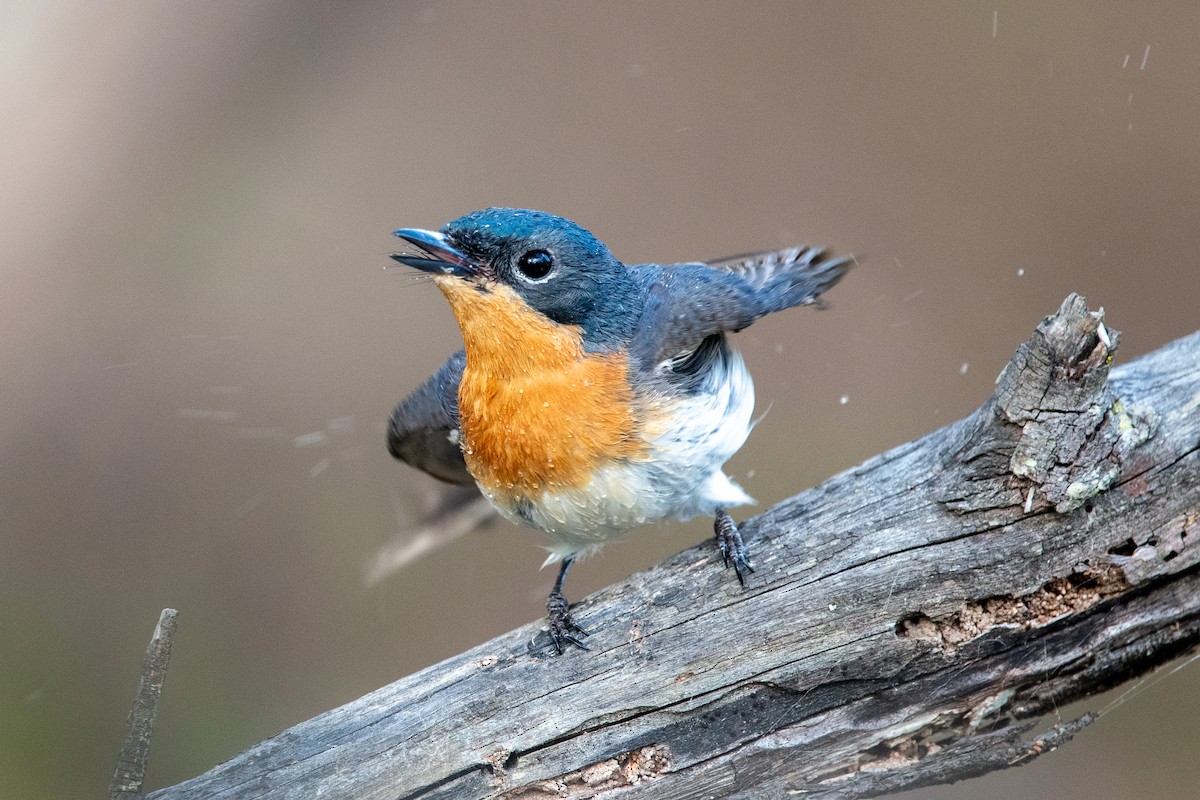 Satin Flycatcher - ML612782518