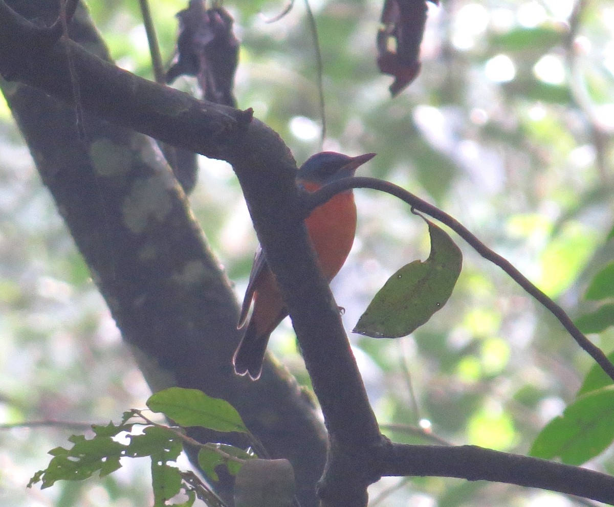 Blue-capped Rock-Thrush - ML612782521