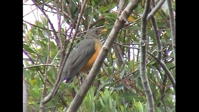 Olive Thrush - ML612782600