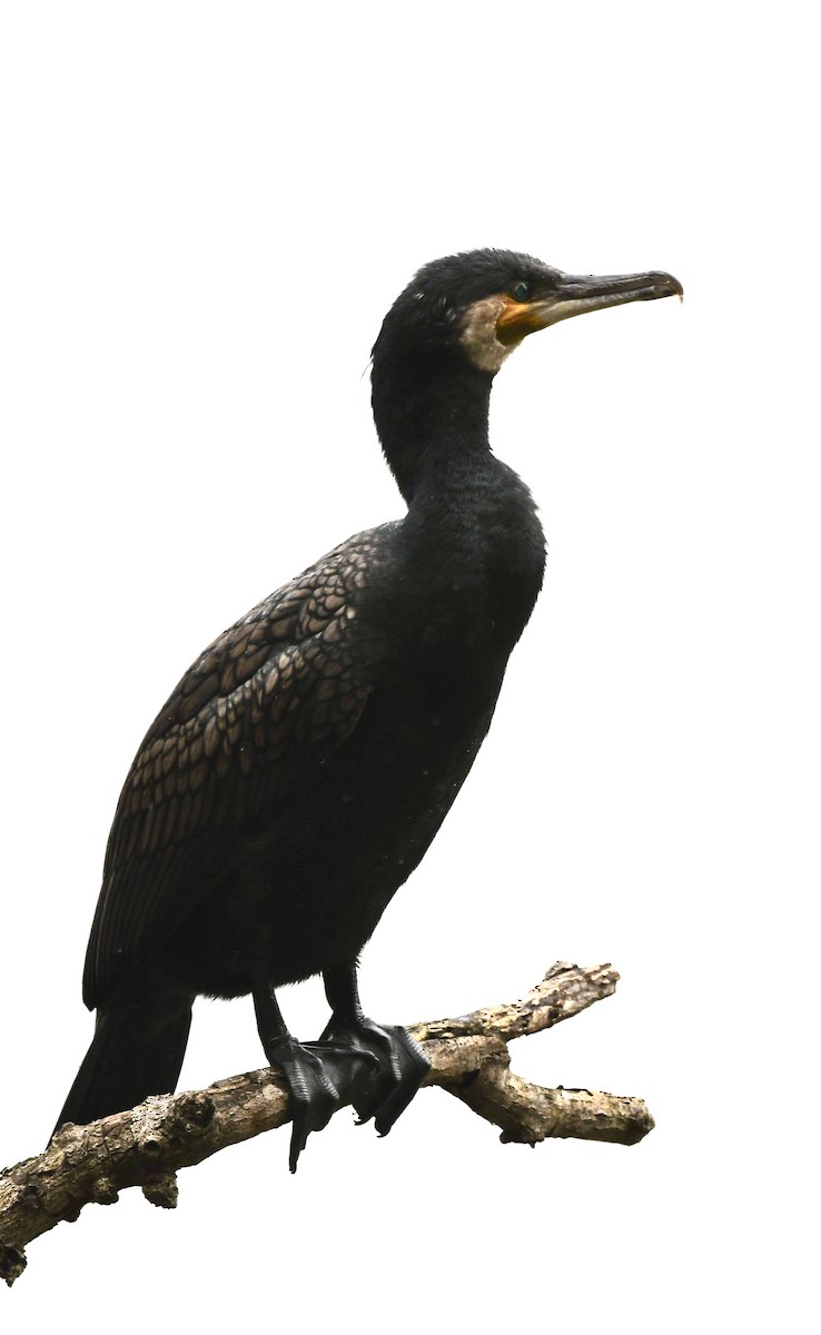 Indian Cormorant - ML612782620