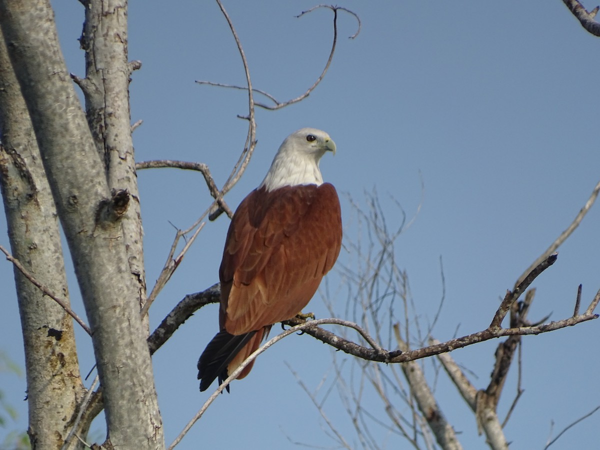 Brahminy Kite - ML612782689