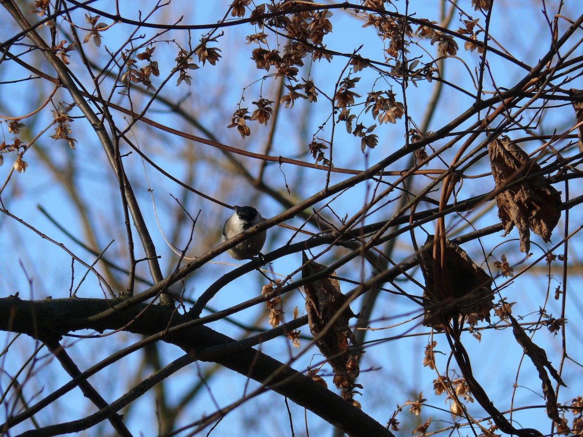 Marsh Tit - Sławomir Karpicki